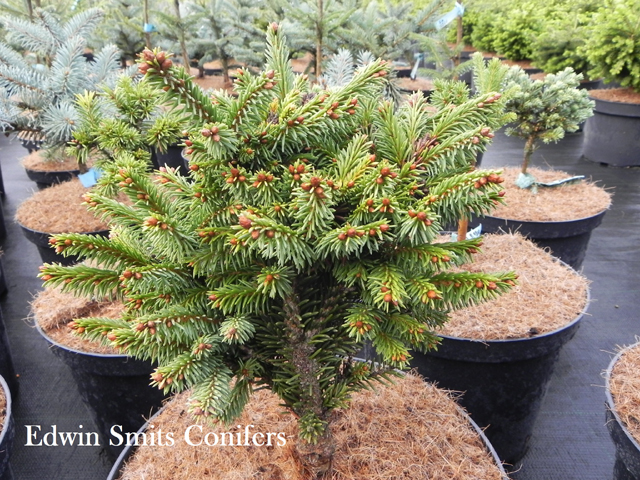 Picea abies 'Sampon Pallo'